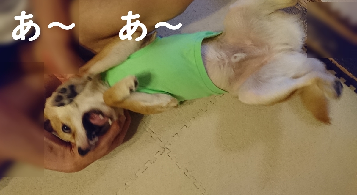 f:id:hanatara:20190615152612j:plain
