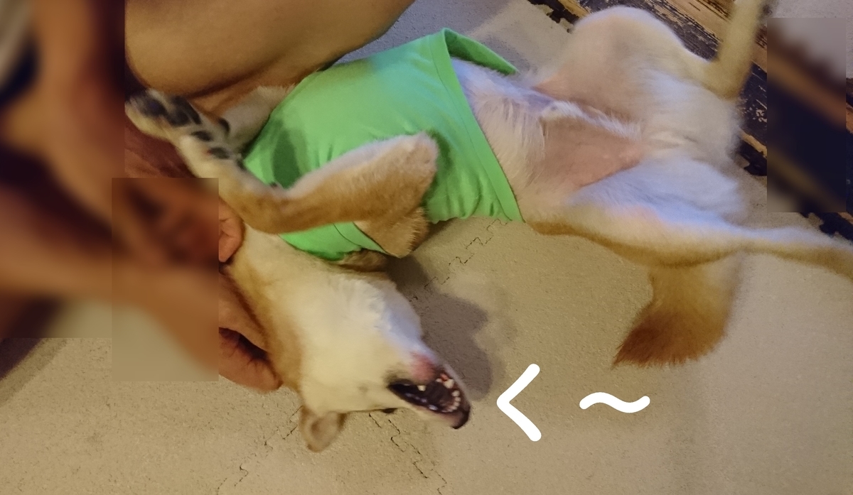 f:id:hanatara:20190615152819j:plain