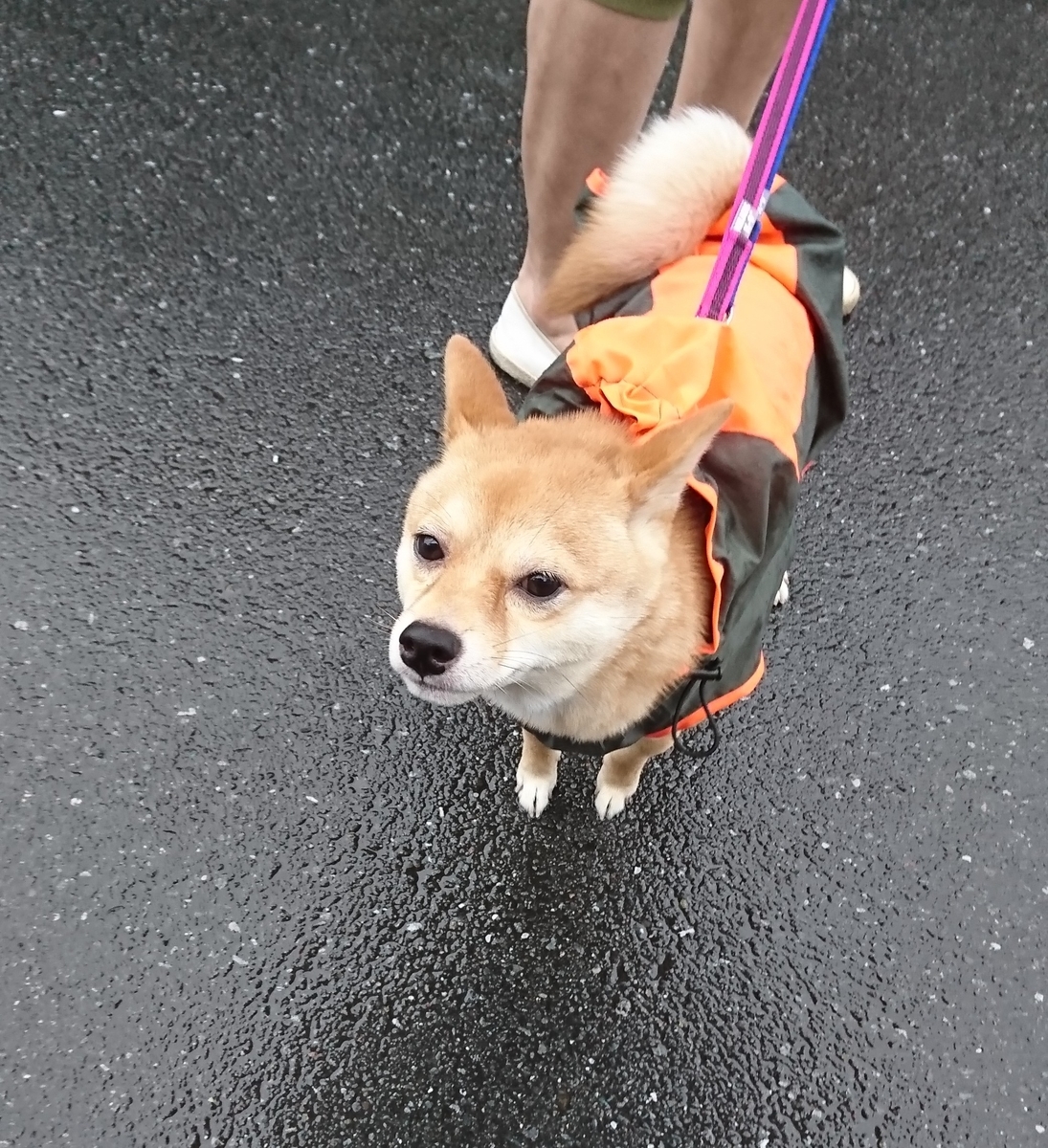 f:id:hanatara:20190615153018j:plain