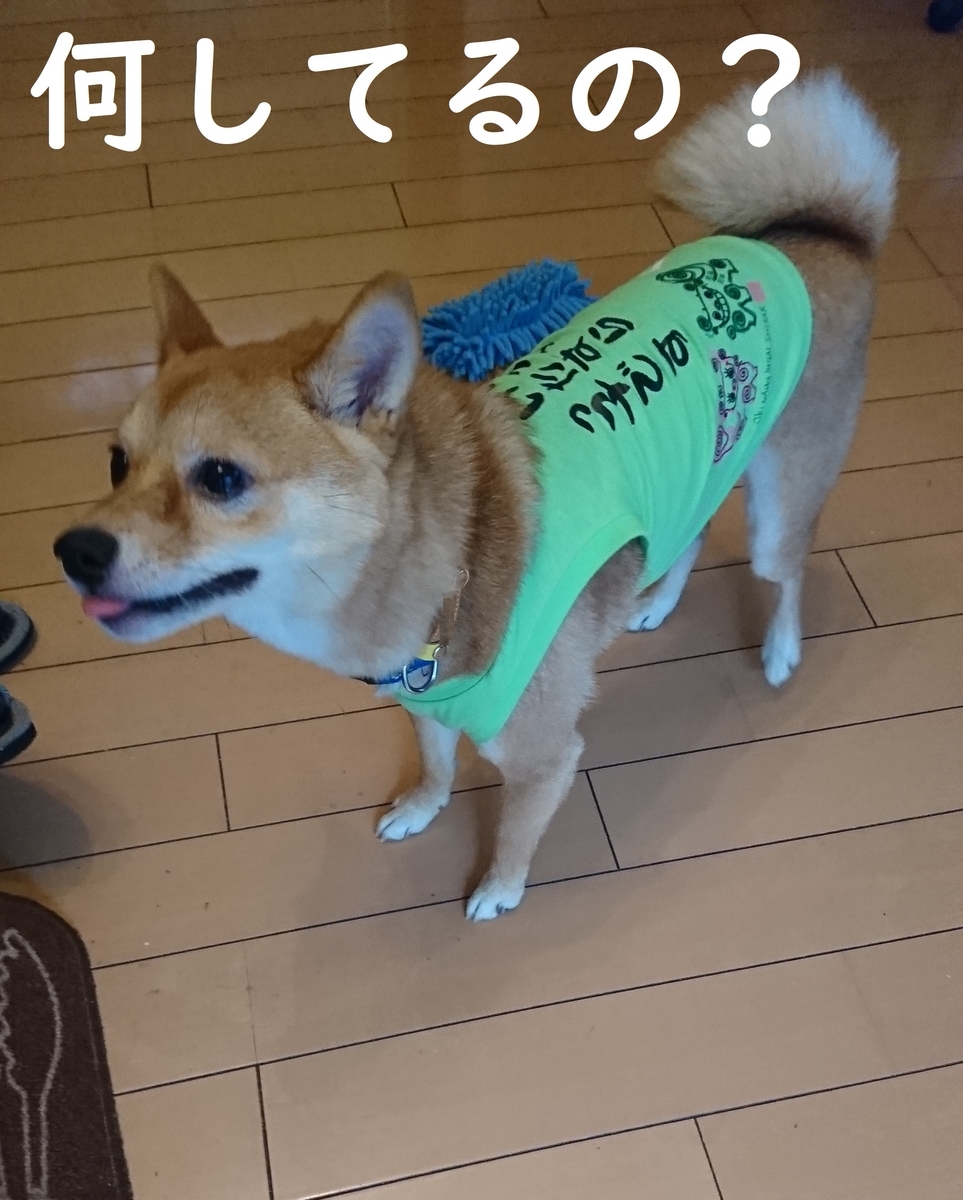 f:id:hanatara:20190616144644j:plain f:id:hanatara:20190616144644j:plain
