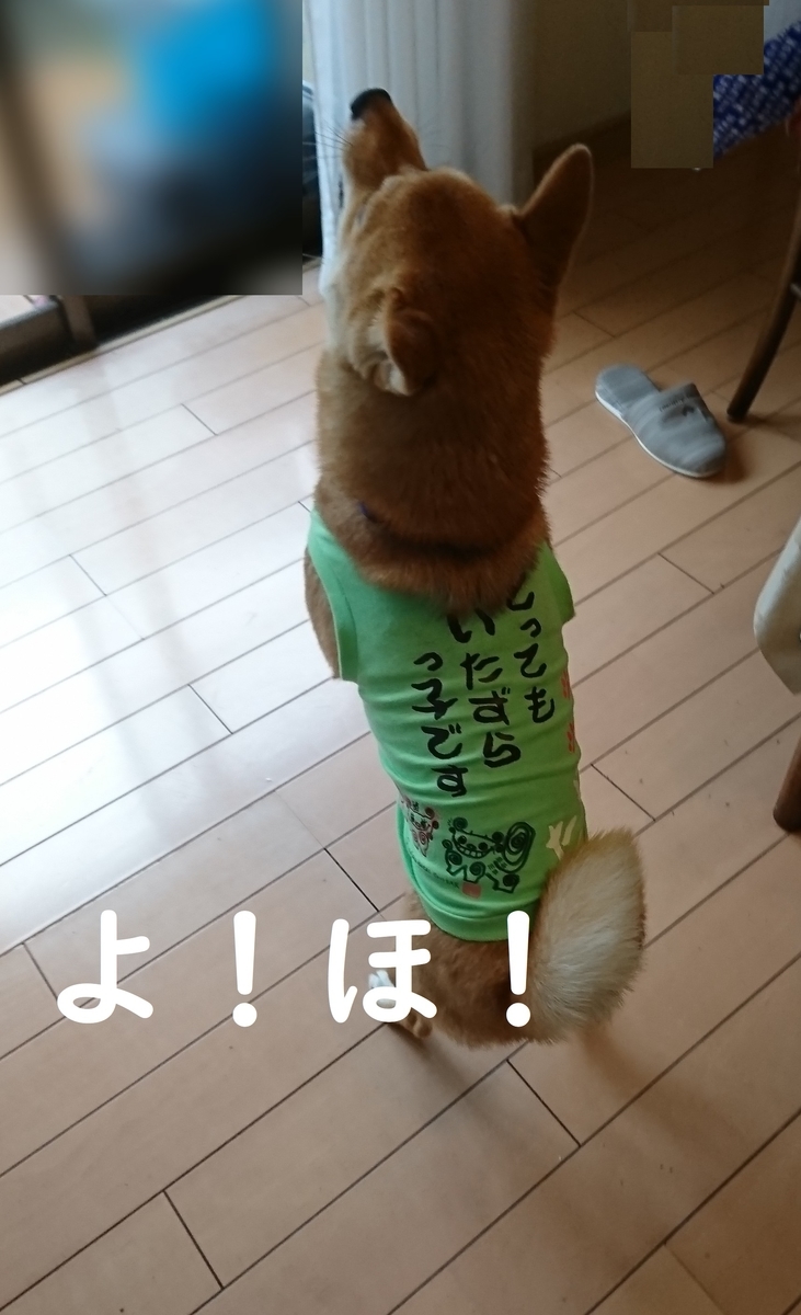 f:id:hanatara:20190616145222j:plain f:id:hanatara:20190616145222j:plain