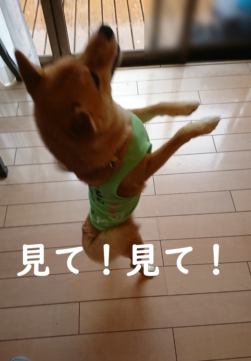 f:id:hanatara:20190616145330j:plain f:id:hanatara:20190616145330j:plain