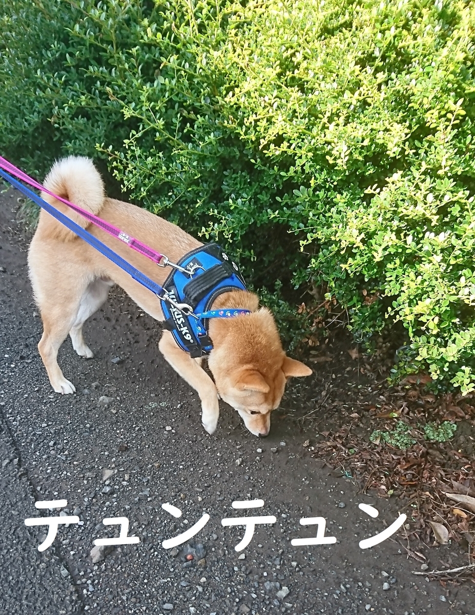 f:id:hanatara:20190616151329j:plain