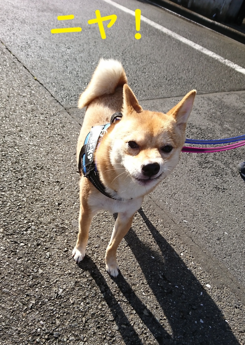 f:id:hanatara:20190616151425j:plain