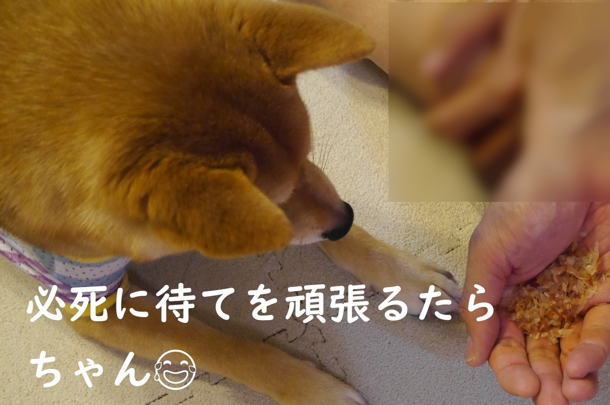 f:id:hanatara:20190622112937j:plain f:id:hanatara:20190622112937j:plain
