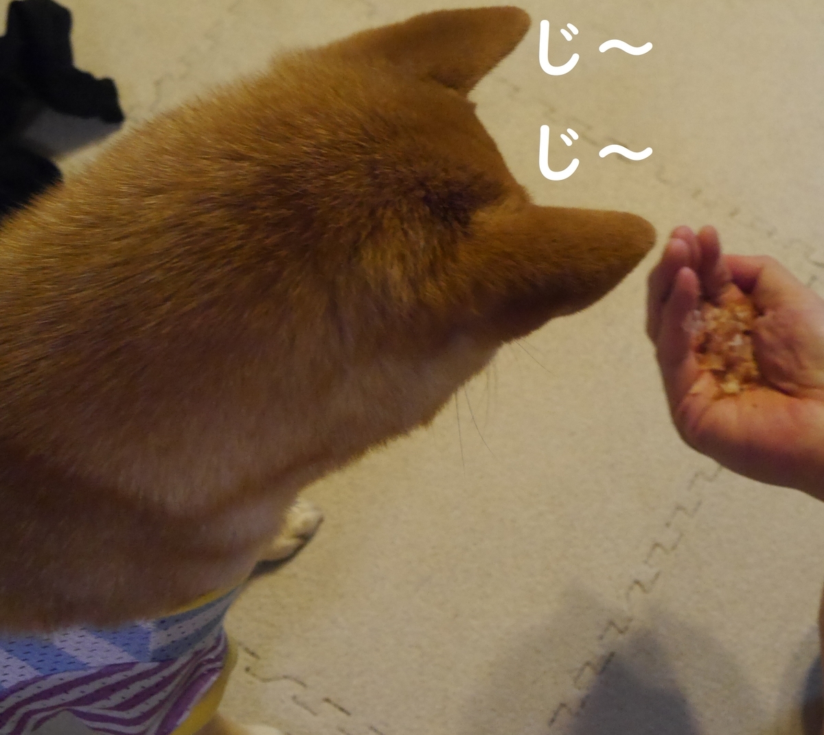 f:id:hanatara:20190622113051j:plain f:id:hanatara:20190622113051j:plain