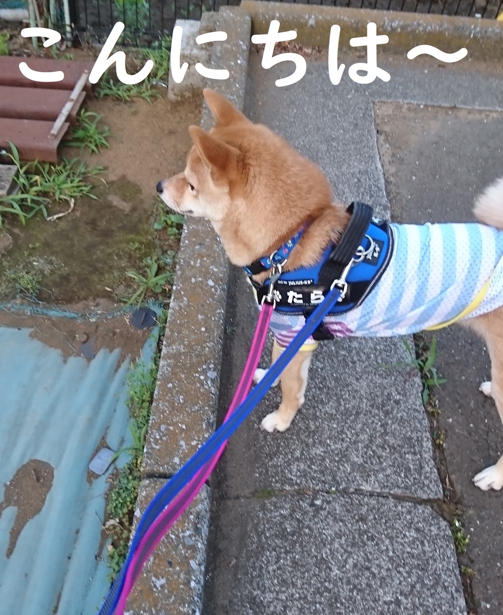f:id:hanatara:20190622124348j:plain