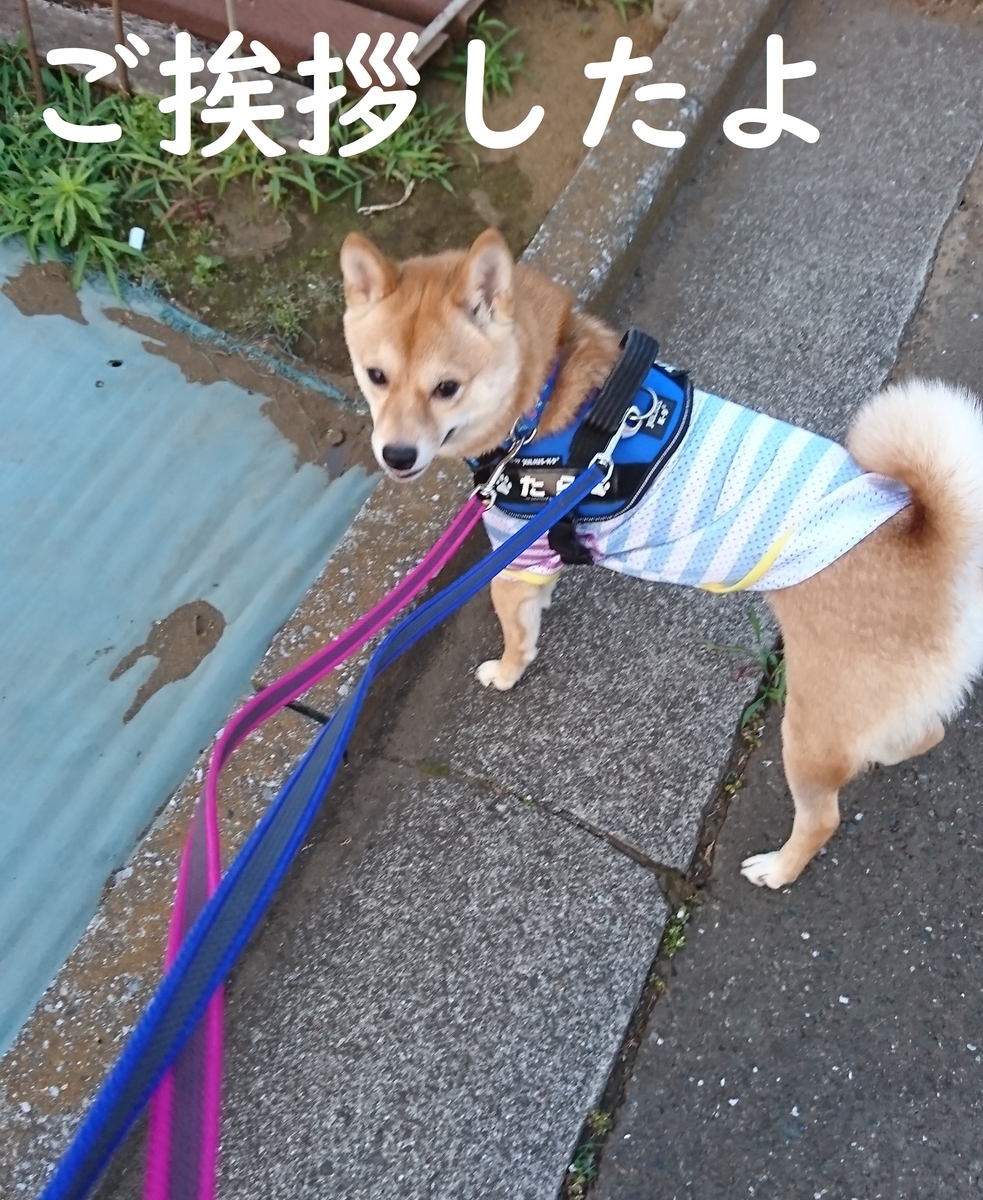 f:id:hanatara:20190622124455j:plain