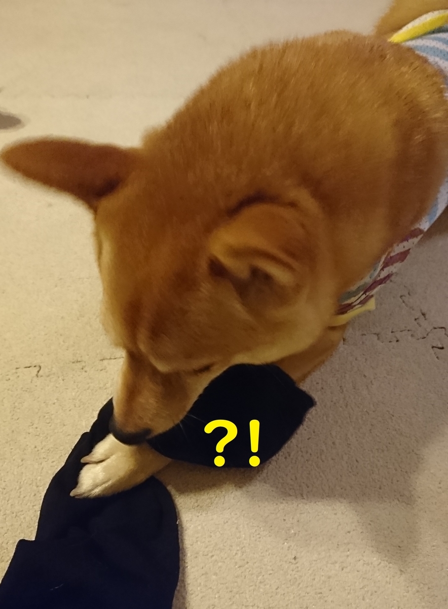f:id:hanatara:20190622124557j:plain