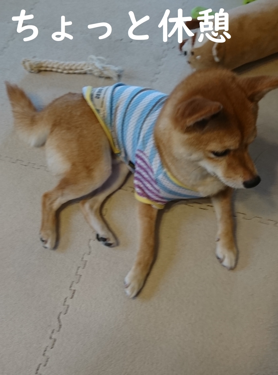 f:id:hanatara:20190623074026j:plain