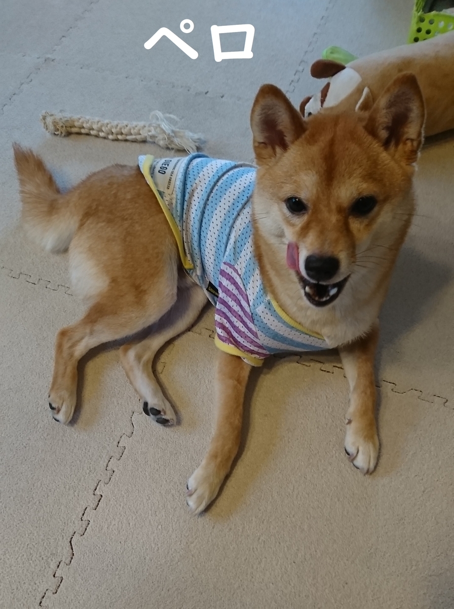 f:id:hanatara:20190623074128j:plain