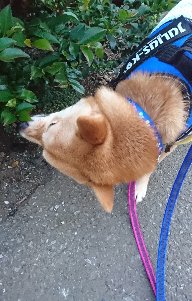 f:id:hanatara:20190623091241j:plain