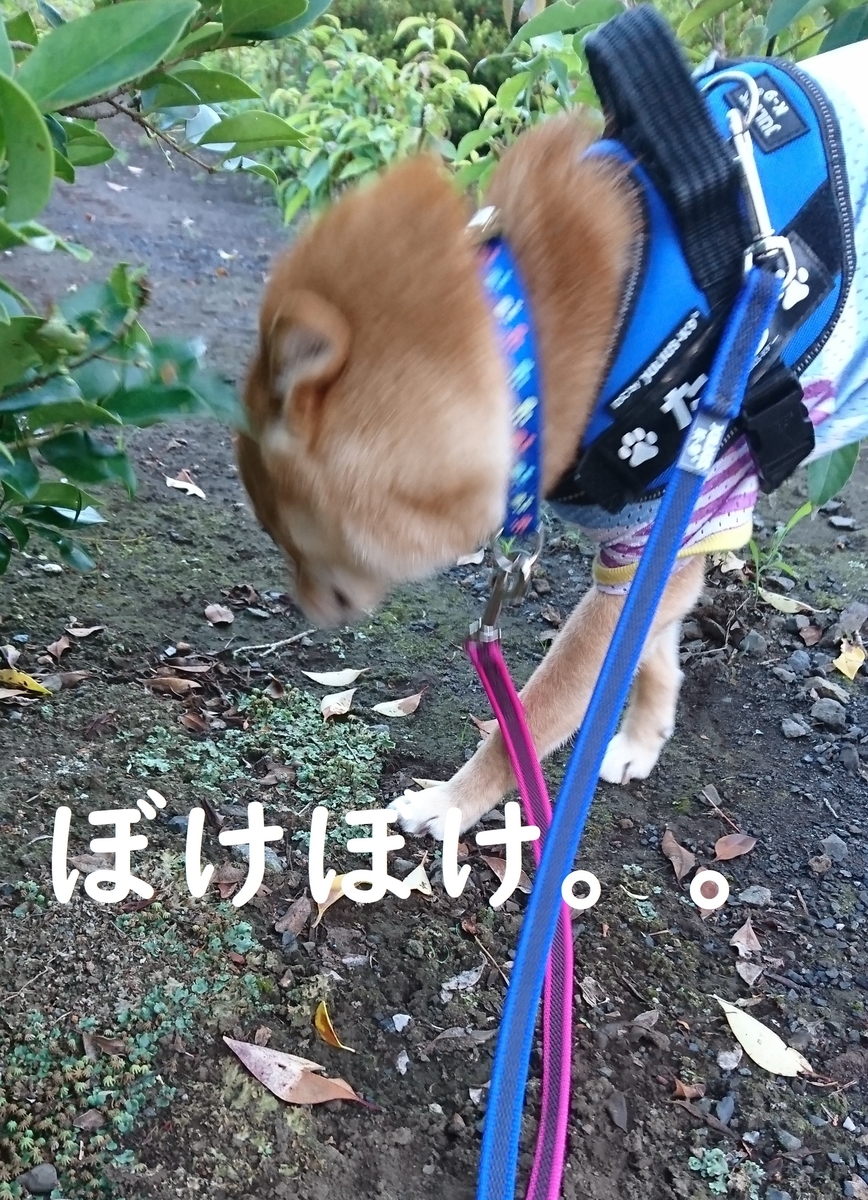 f:id:hanatara:20190623091523j:plain