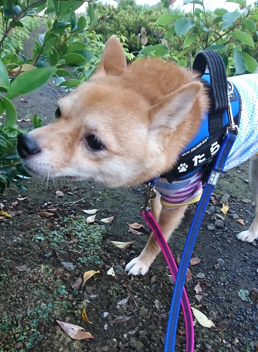 f:id:hanatara:20190623091716j:plain