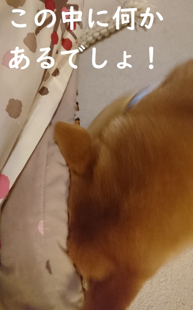 f:id:hanatara:20190623134034j:plain