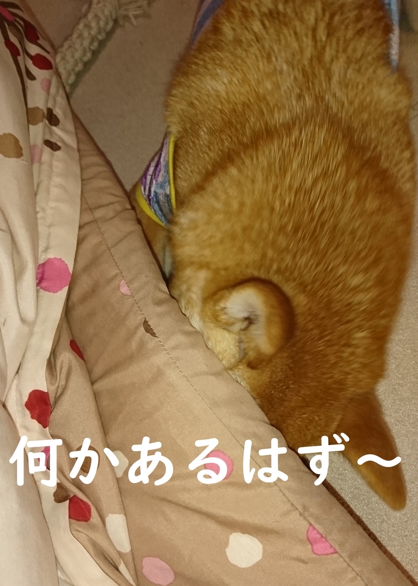 f:id:hanatara:20190623134218j:plain