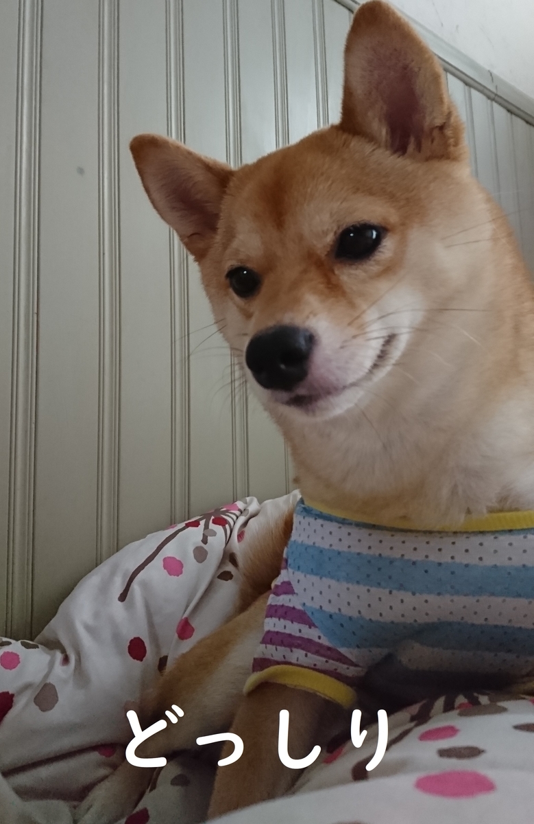 f:id:hanatara:20190629084726j:plain