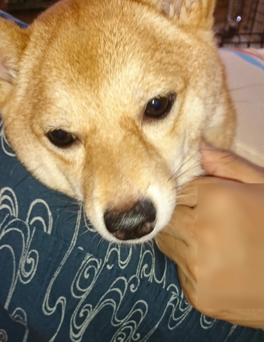 f:id:hanatara:20190629085646j:plain
