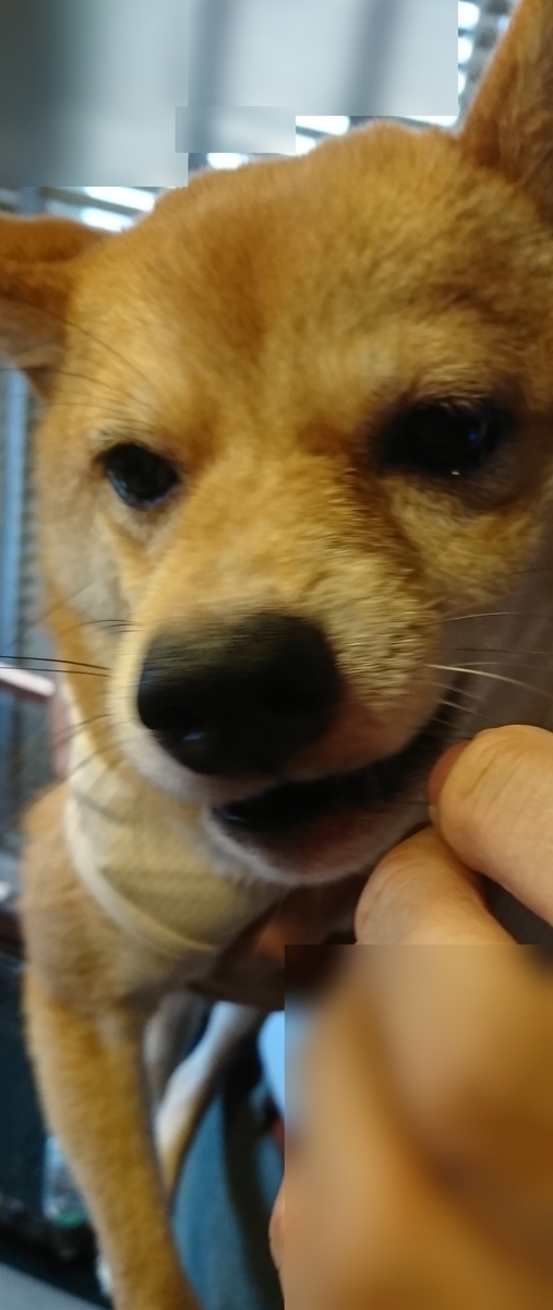 f:id:hanatara:20190629090330j:plain
