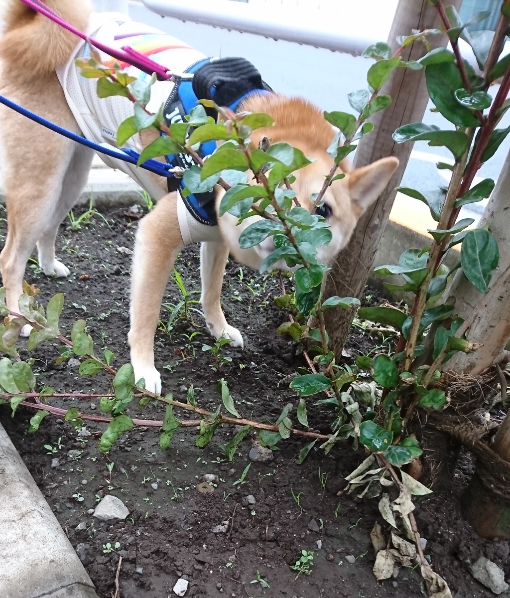 f:id:hanatara:20190629151945j:plain