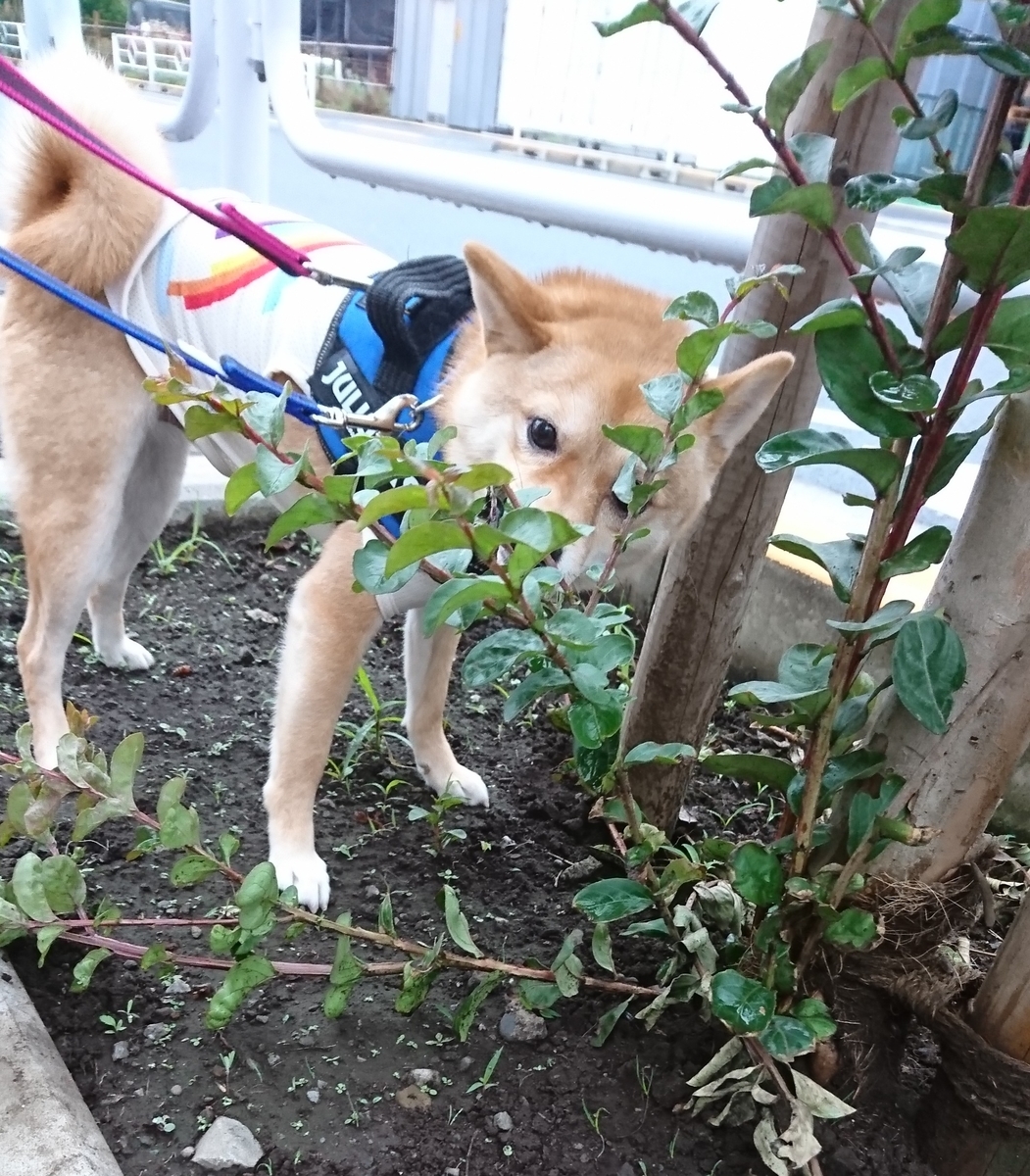 f:id:hanatara:20190629152020j:plain