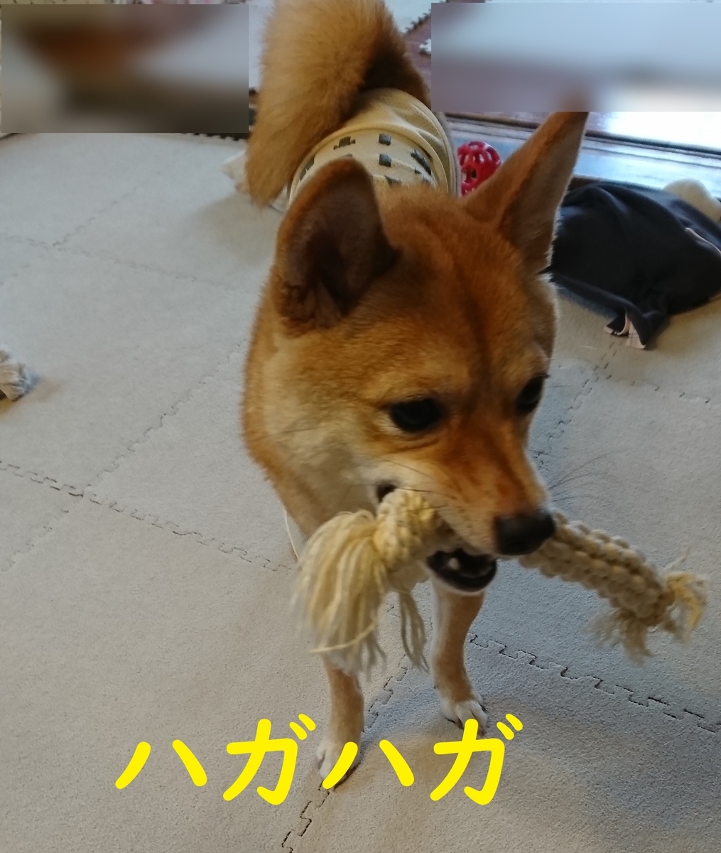 f:id:hanatara:20190629152145j:plain