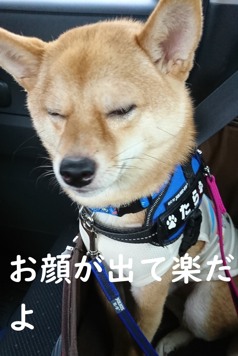 f:id:hanatara:20190629153158j:plain f:id:hanatara:20190629153158j:plain