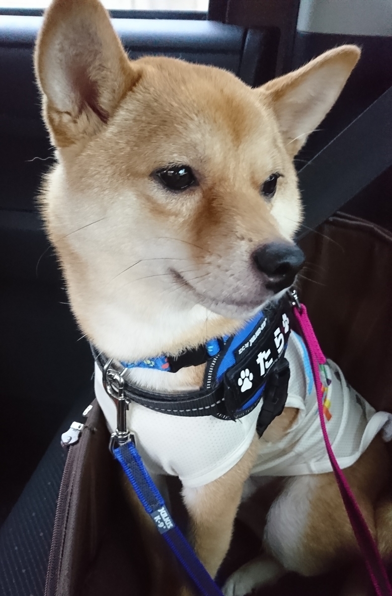 f:id:hanatara:20190629153230j:plain f:id:hanatara:20190629153230j:plain