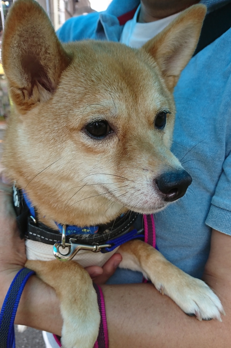 f:id:hanatara:20190629153311j:plain f:id:hanatara:20190629153311j:plain