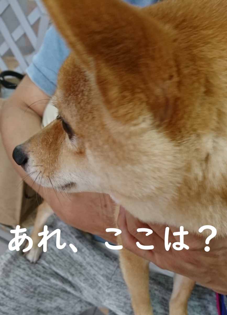 f:id:hanatara:20190629153516j:plain f:id:hanatara:20190629153516j:plain