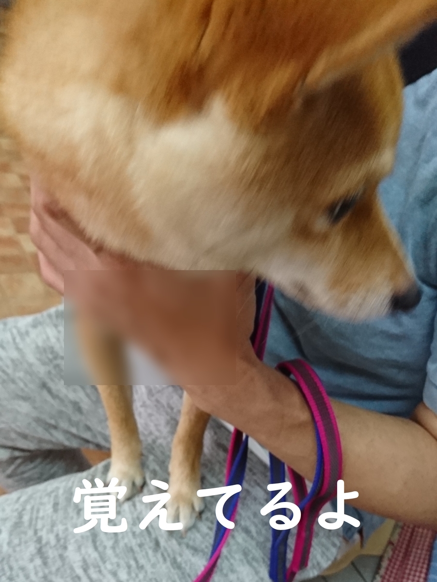 f:id:hanatara:20190629153616j:plain f:id:hanatara:20190629153616j:plain