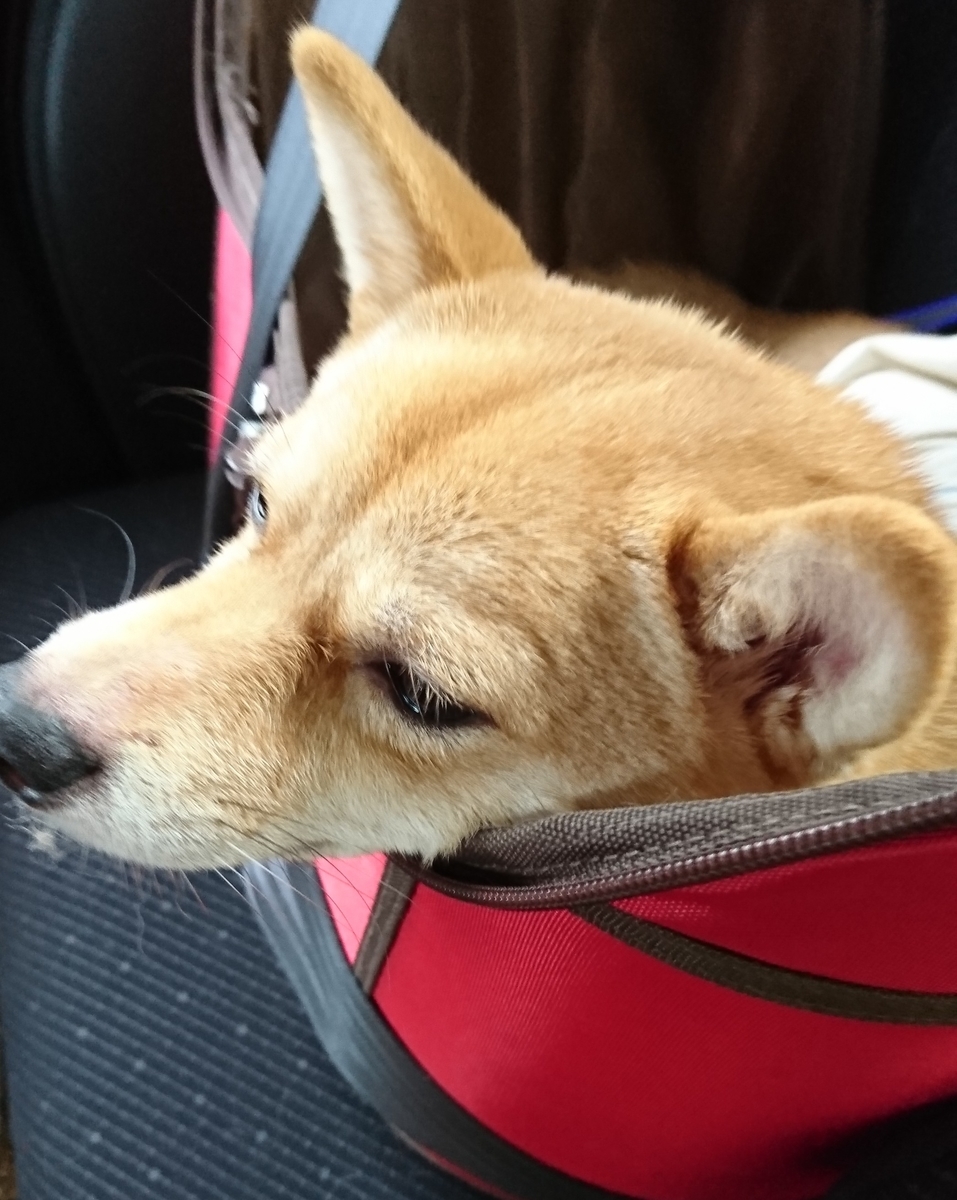 f:id:hanatara:20190706133506j:plain