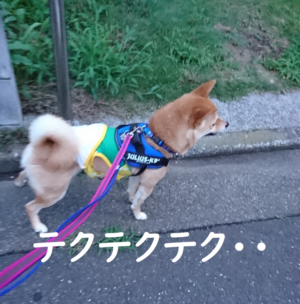 f:id:hanatara:20190706134127j:plain