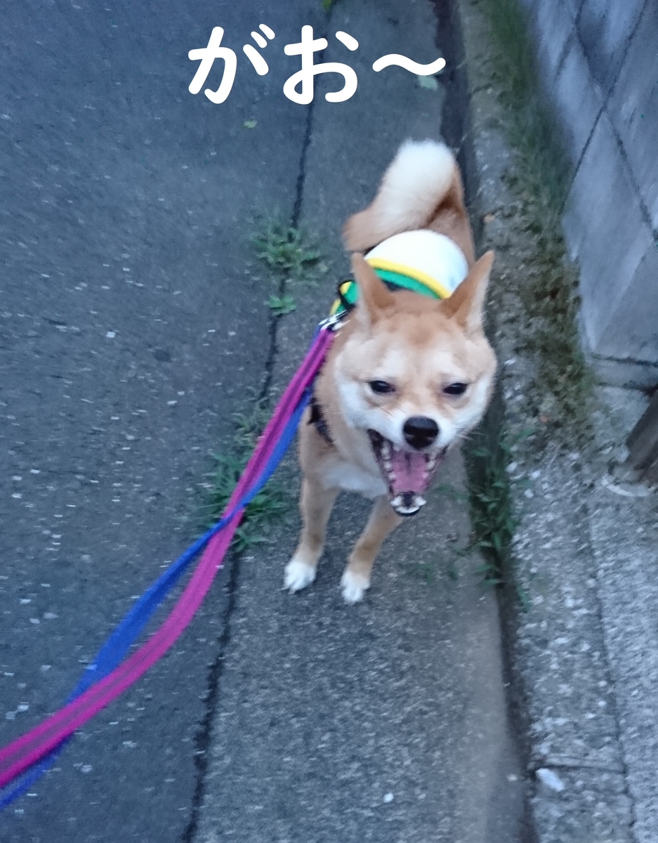 f:id:hanatara:20190706134246j:plain