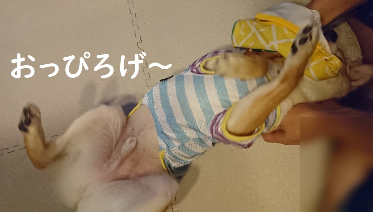 f:id:hanatara:20190706190844j:plain