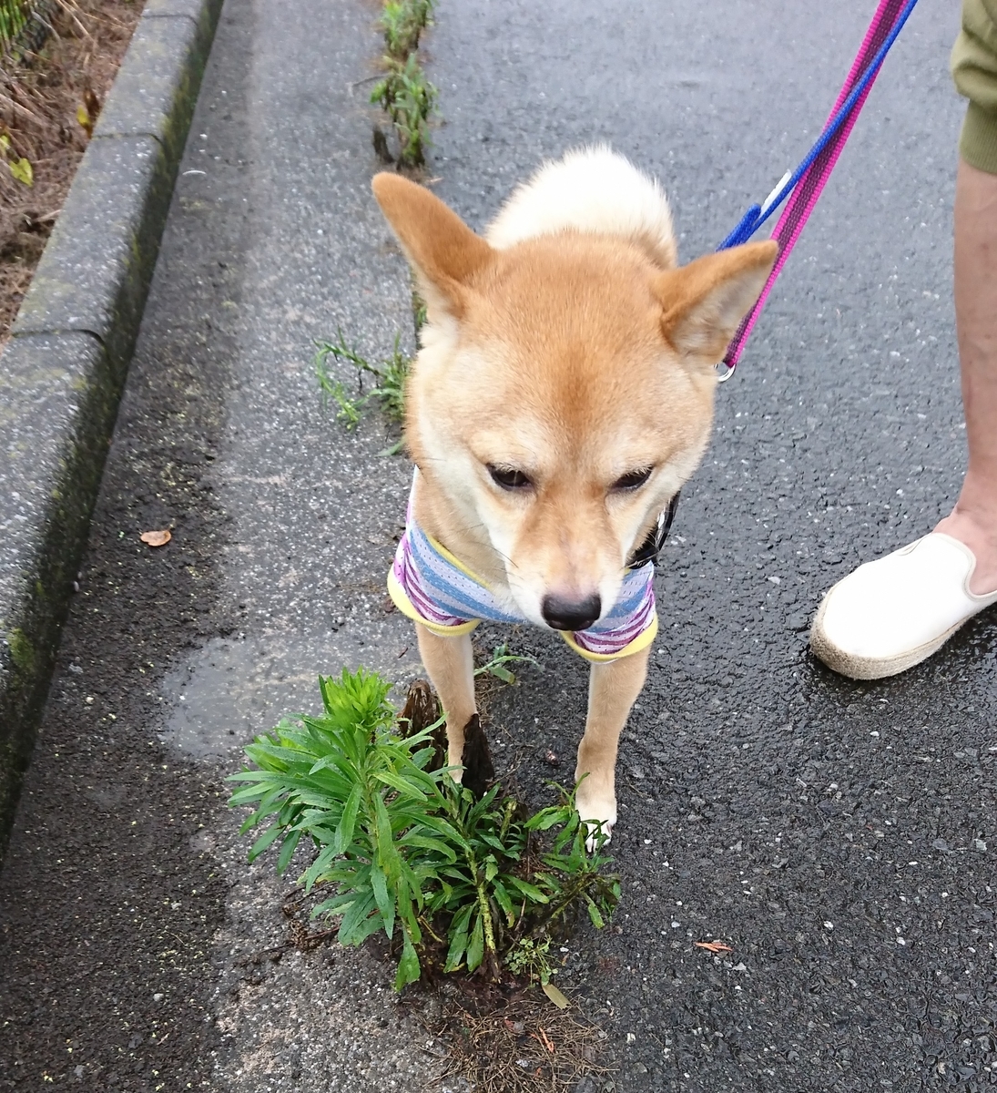 f:id:hanatara:20190706192619j:plain