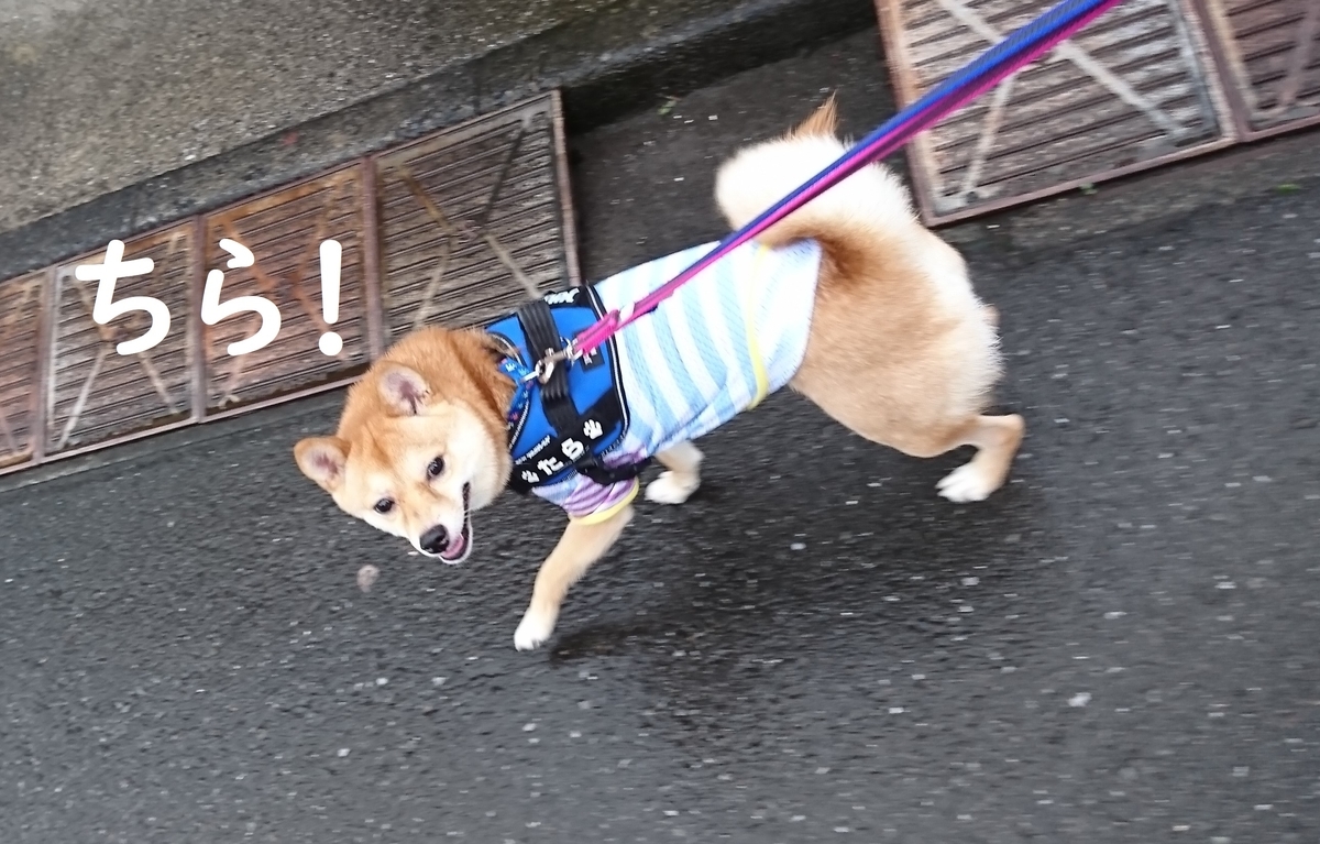 f:id:hanatara:20190706192711j:plain