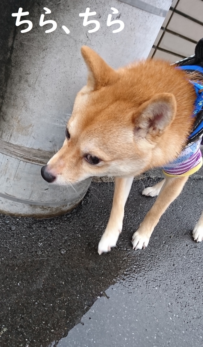 f:id:hanatara:20190706192802j:plain