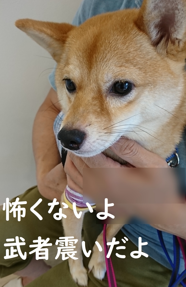 f:id:hanatara:20190706193322j:plain
