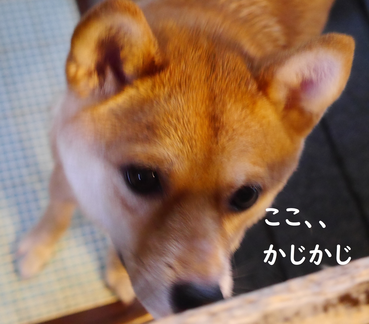 f:id:hanatara:20190707081302j:plain