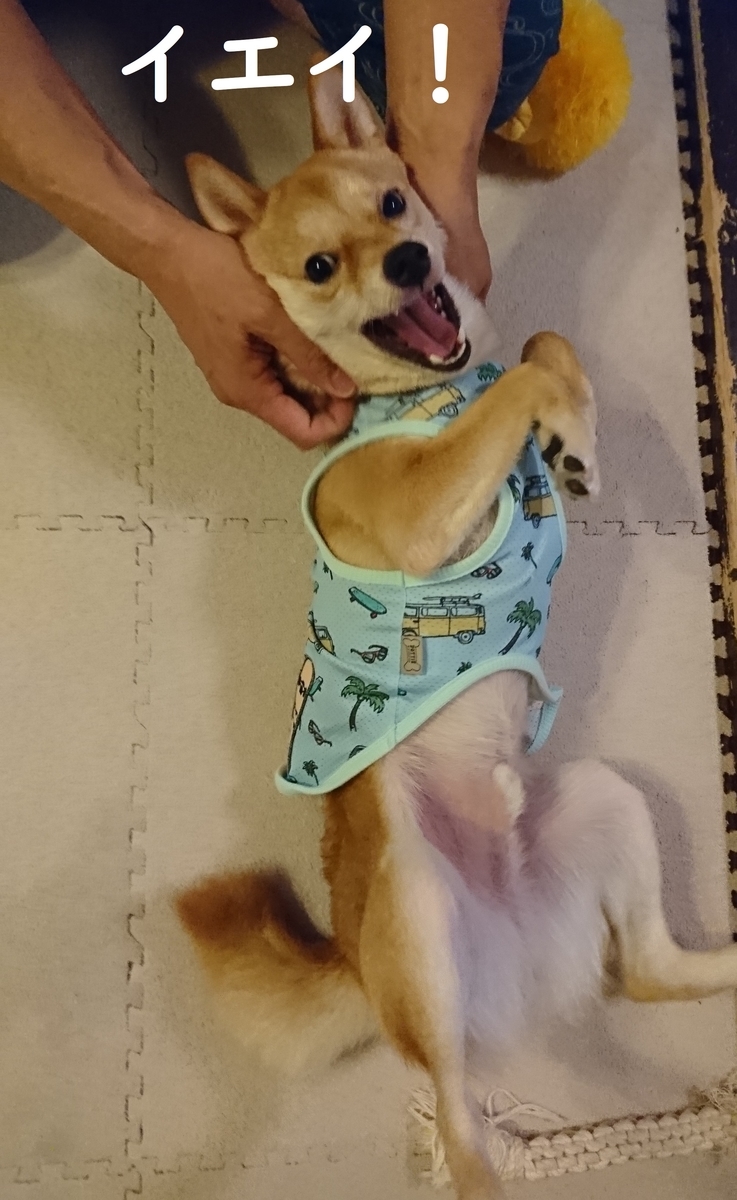f:id:hanatara:20190711205556j:plain
