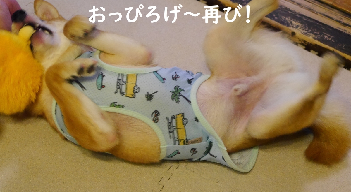f:id:hanatara:20190712181052j:plain