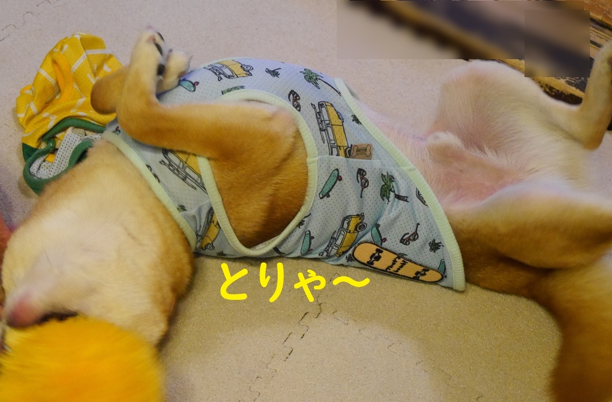 f:id:hanatara:20190712181241j:plain