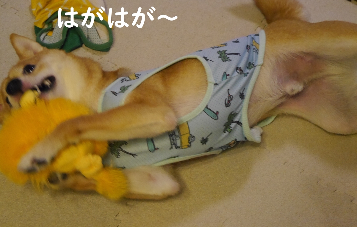 f:id:hanatara:20190712181347j:plain