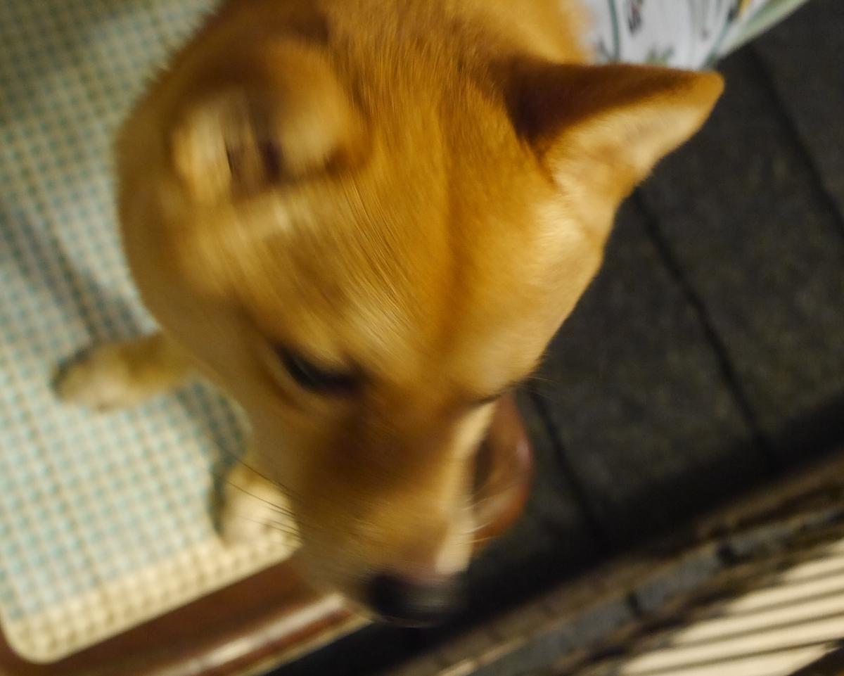 f:id:hanatara:20190712182028j:plain f:id:hanatara:20190712182028j:plain