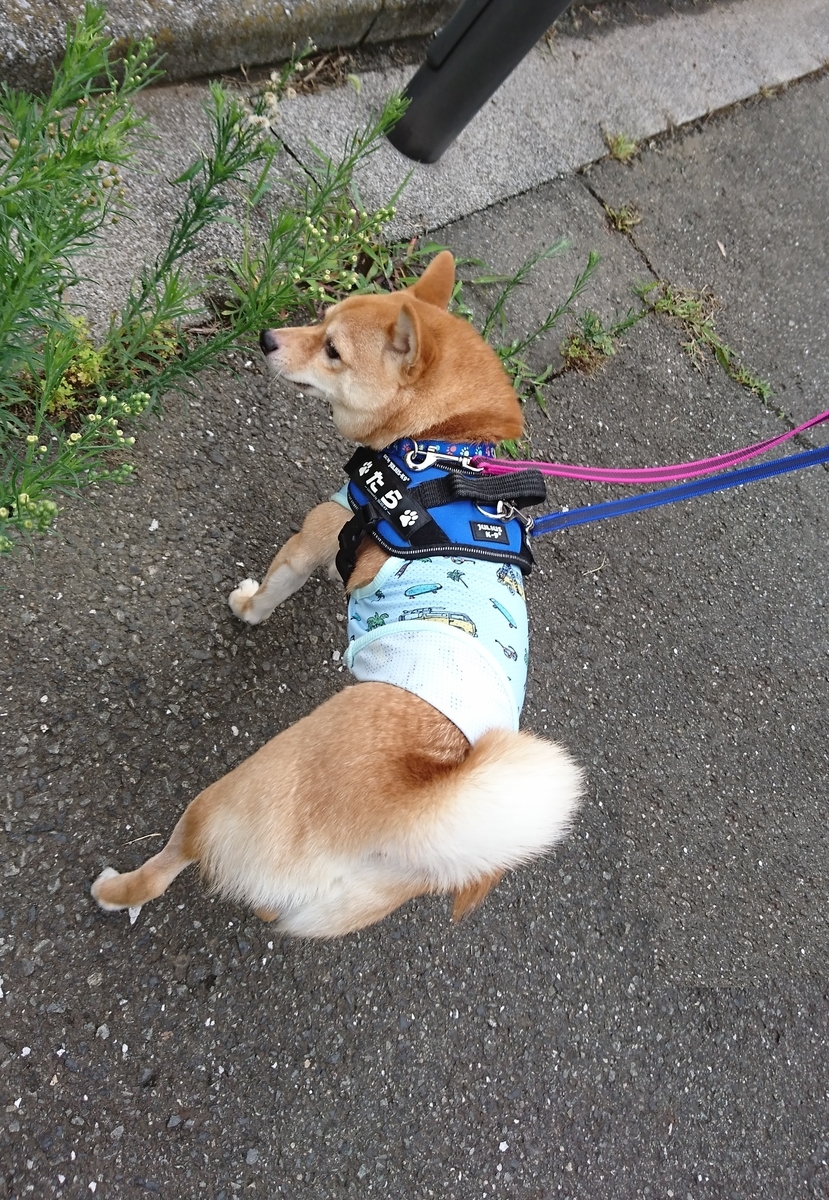f:id:hanatara:20190713143235j:plain