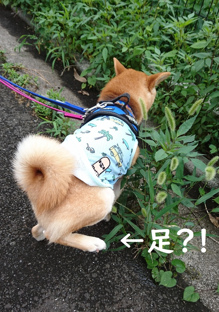 f:id:hanatara:20190713143345j:plain