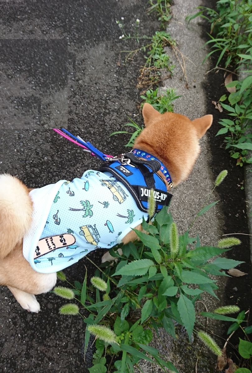 f:id:hanatara:20190713143504j:plain