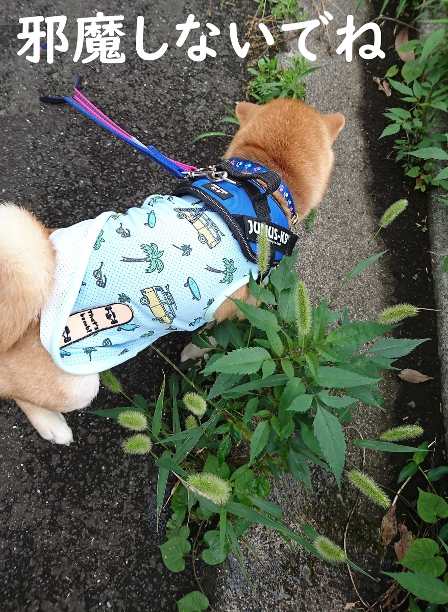 f:id:hanatara:20190713143622j:plain