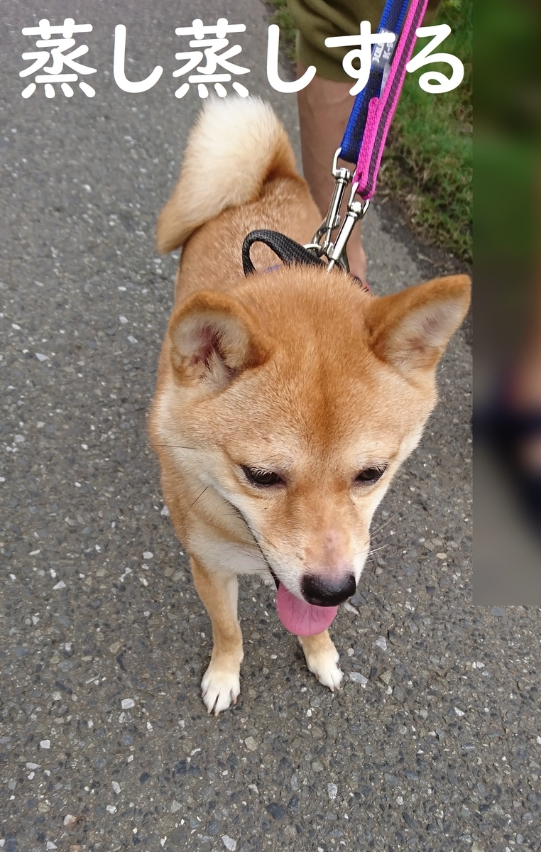 f:id:hanatara:20190713144239j:plain